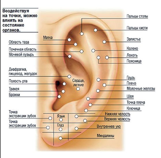 прокол уха как правильно называется 