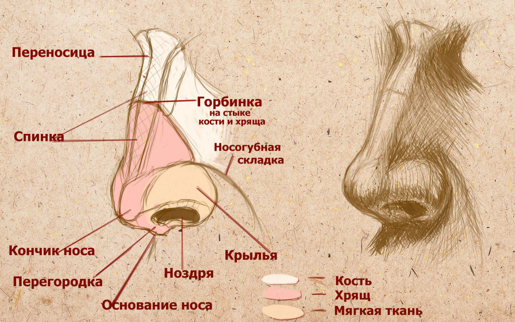 строение носа